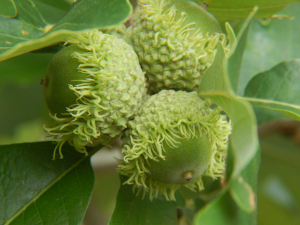 Bur Oak Fruit